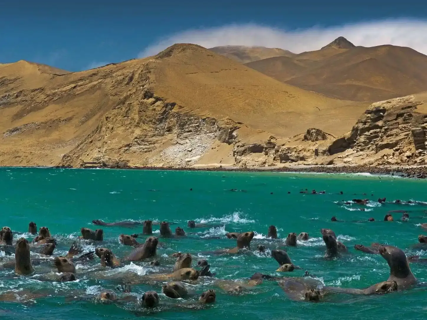 Paracas Reserva Nacional